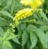 Agrimony