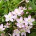 Centaury