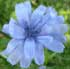 Chicory