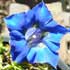 Gentian