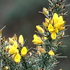 Gorse