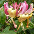 Honeysuckle