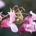 Impatiens