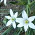 Star of Bethlehem