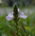 Vervain