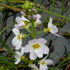 waterviolet