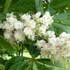 White chestnut