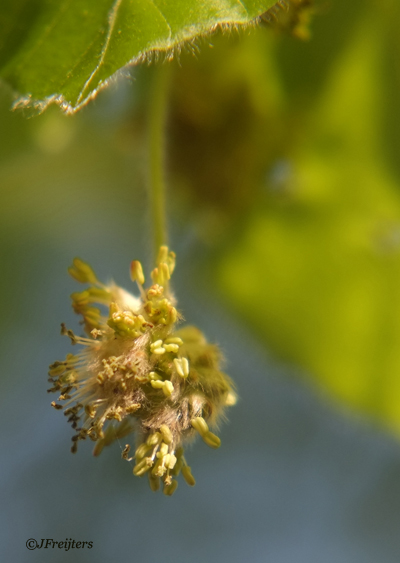 Bach remedie no. 3 - Beech Beech