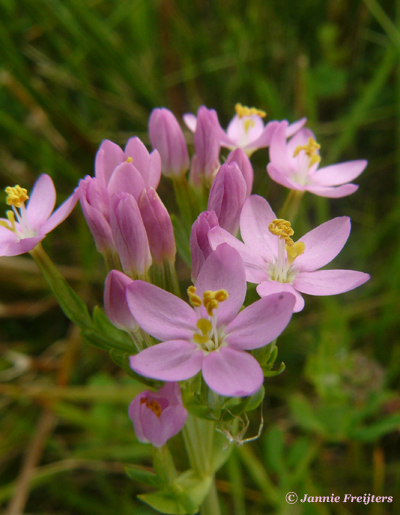 Centaury