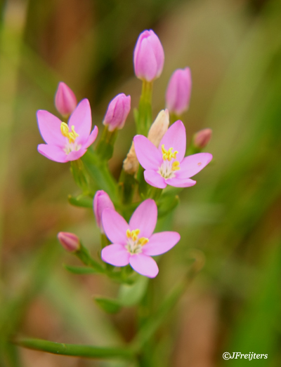 Bach remedie no. 4 - Centaury Centaury