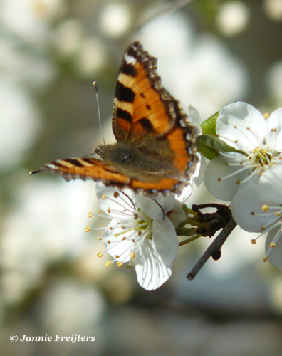 Cherry plum