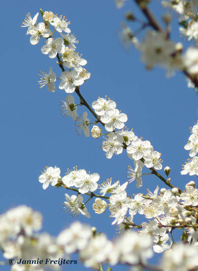 Cherry Plum
