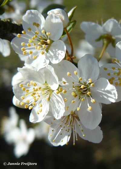 Cherry Plum