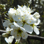 cherry Plum