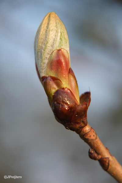 Chestnutbud