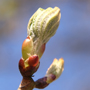 chestnutbud