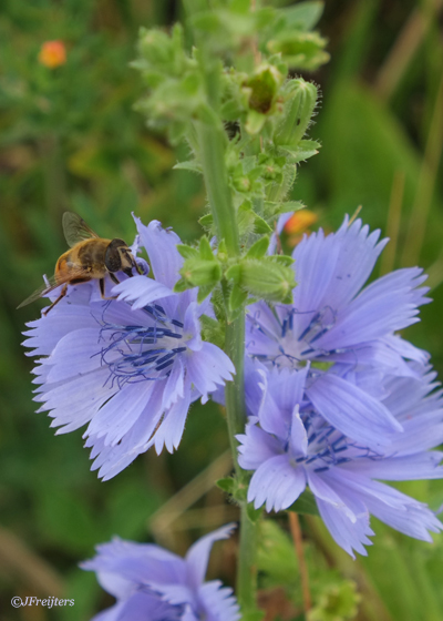 Chicory