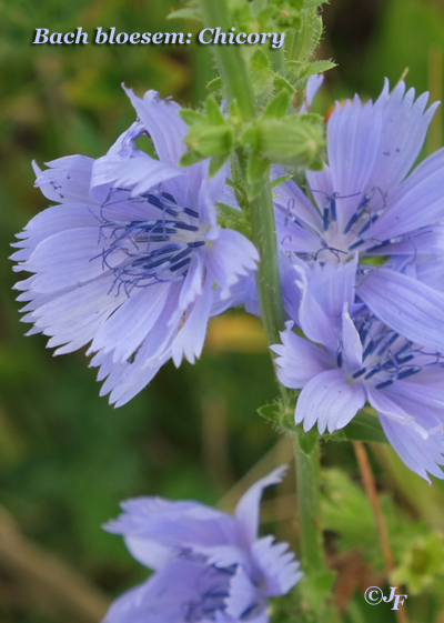Chicory