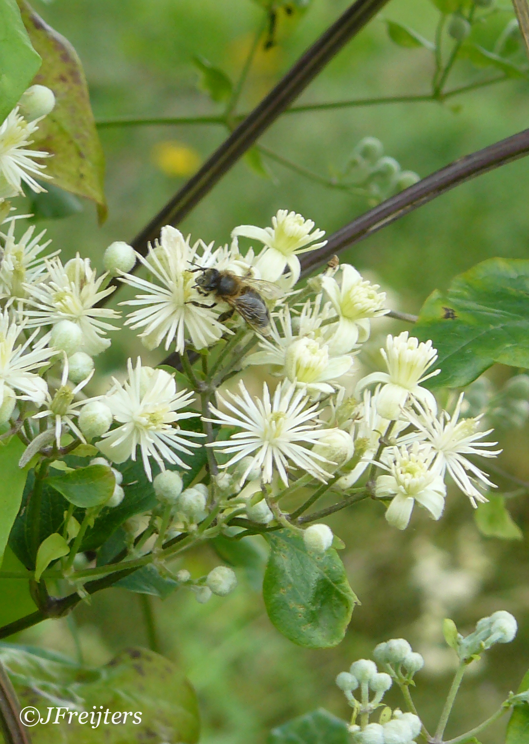 Clematis