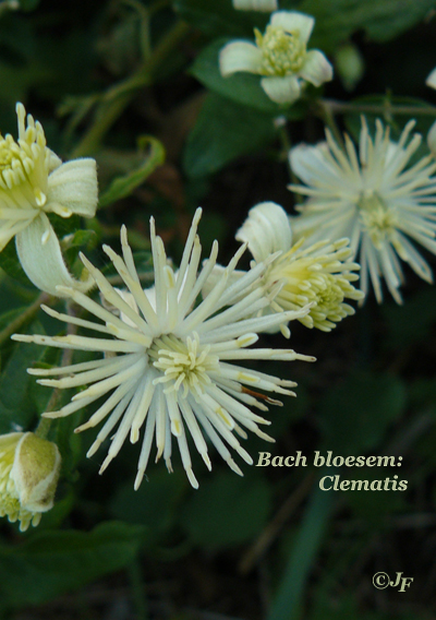 Clematis