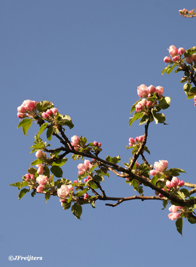 crab apple