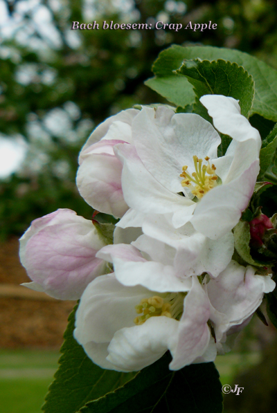 Crab Apple