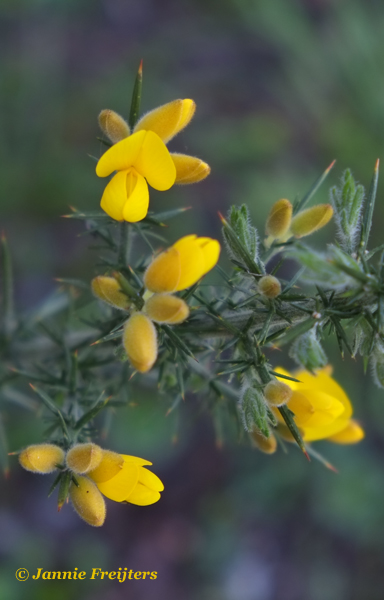 Gorse