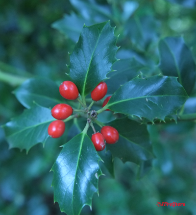 holly