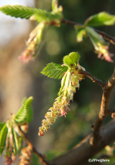 Hornbeam