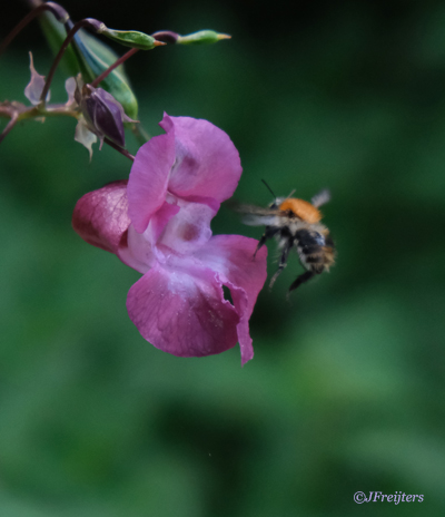 Impatiens