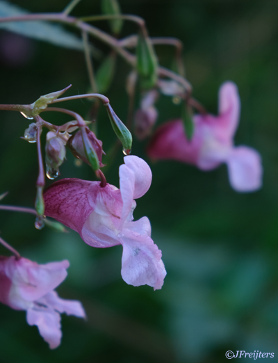 Bach remedie no. 18 - Impatiens Impatiens