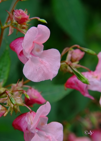 Impatiens