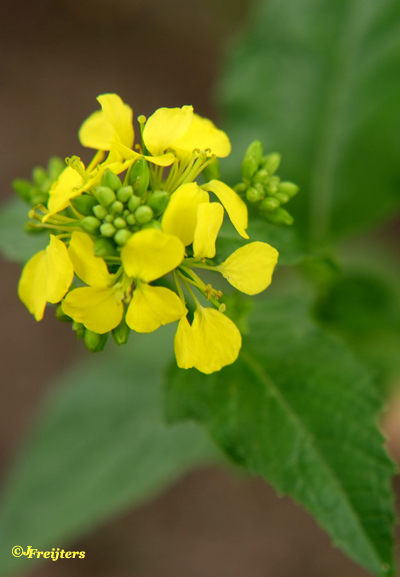 Mustard