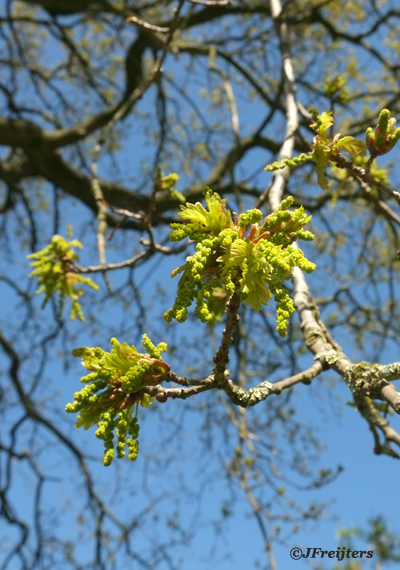 Oak