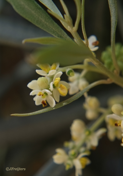 Bach remedie no. 23 - Olive Olive
