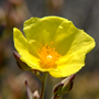 rockrose