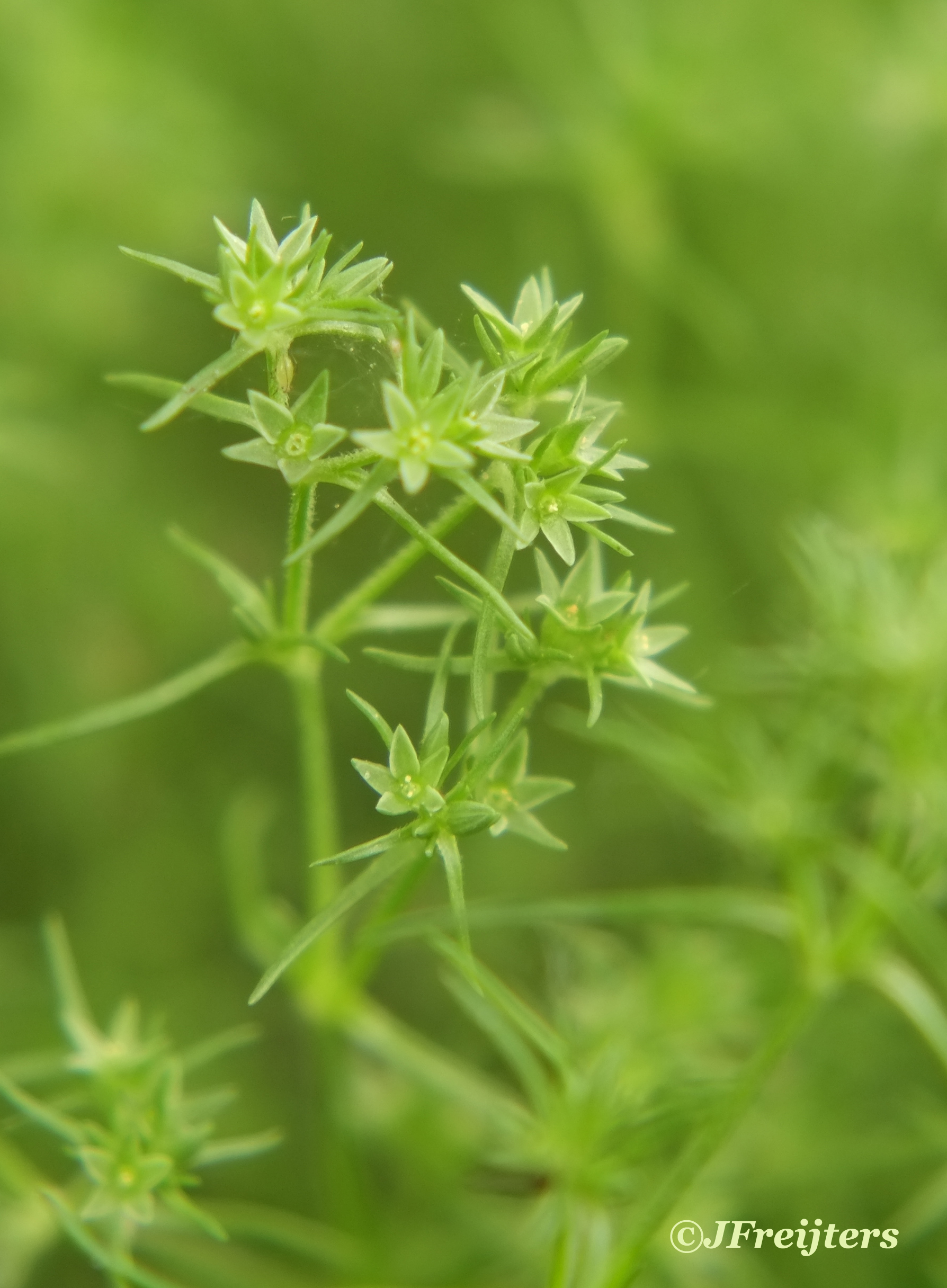 Scleranthus