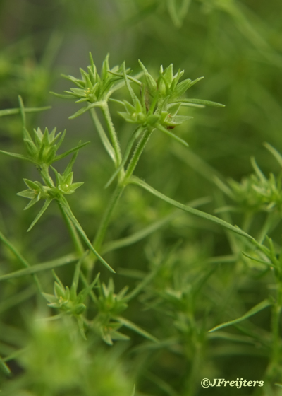 Scleranthus