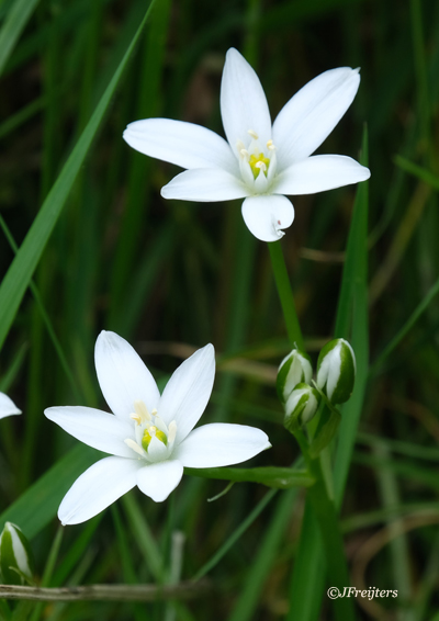 Star of Bethlehem