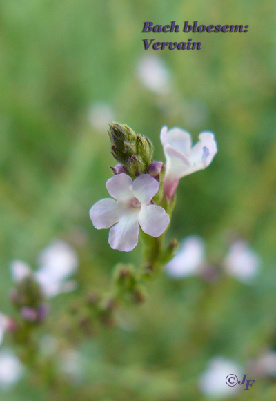 Vervain