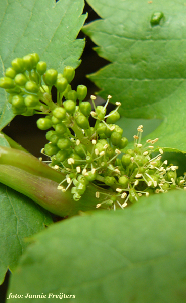 Vine