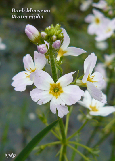 waterviolet