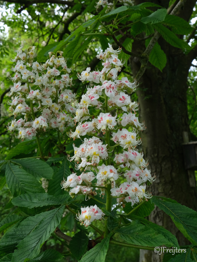 White Chestnut