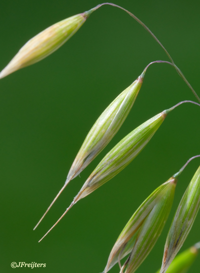 Wild oat