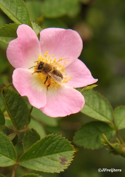 Wild rose
